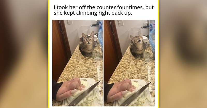funny cat memes | thumbnail includes one meme of a kitten sitting on a counter next to someone chopping onions and making a funny face 'I took her off the counter four times, but she kept climbing right back up'