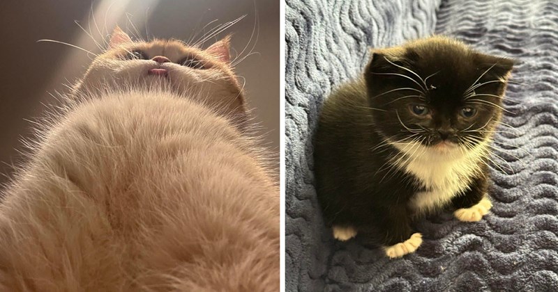 pictures of cute cats | thumbnail includes two pictures including a kitten with its tonuge out upclose to the camera and a chunky grumpy round kitten 