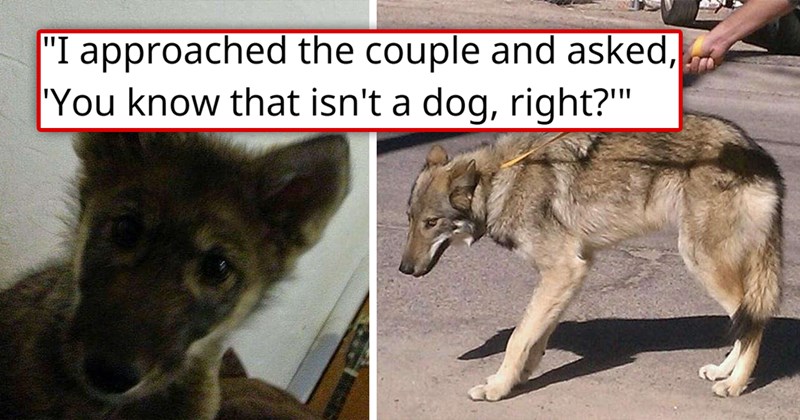 story about a man adopting a puppy and finding out that it's a wolf | thumbnail includes two pictures of a wolf that looks like a dog 'I approached the couple and asked, 'You know that isn't a dog, right?'