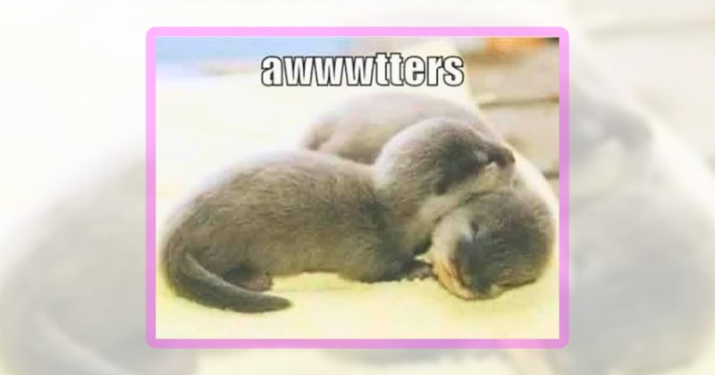 20 otter memes | thumbnail includes one meme including 'awwwtters'