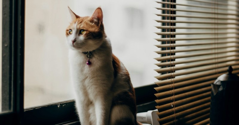 Cat owner refuses to bring her indoor cat outside after neighbor's 4-year-old kid sees the cat through the window and demands to meet her: ‘Lily doesn't like strangers’