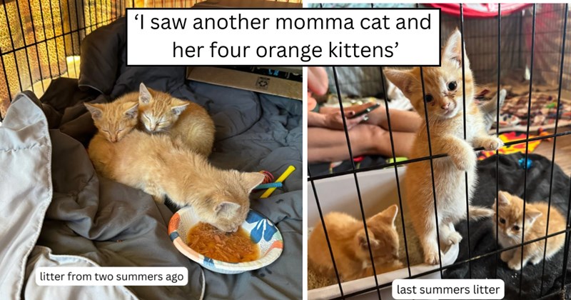 26 pictures of cats and text | thumbnail includes two pictures of cats and one picture of text including '‘I saw another momma cat and her four orange kittens’' 