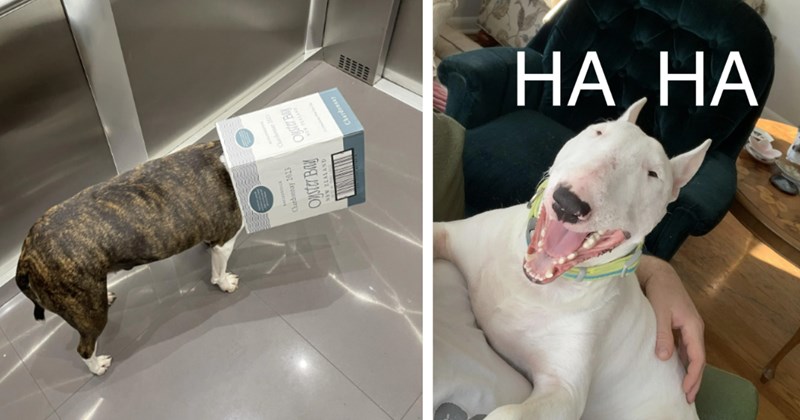 POV: Your Life Bull Terrier Pawrent 23 Howlarious Pics | thumbnail includes two images one image shows a brown and white bull terrier with a cardboard box on its head, the other image shows a white bull terrier lying on a person mouth open ‘HA HA’