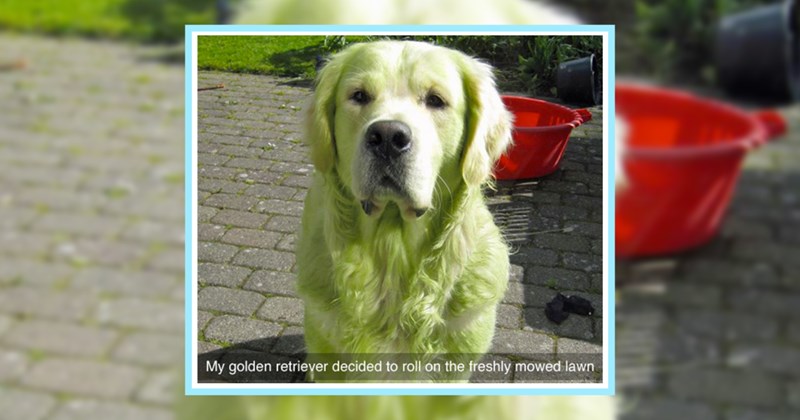 25 Energizing Dog Memes fur Pupper Lovers Who’re Late Work | thumbnail includes one image which shows a green colored golden retriever sitting on brick path ‘My golden retriever decided to roll on the freshly mowed lawn’