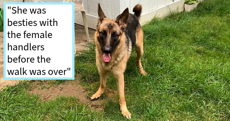 German Shepherd rescued major Philadelphia highway by dog lover finds safe home special rescue special doggos where she began to learn trust again, rescuer says: ‘ handlers said she’d be adopted quickly since she’s such good girl!’ | thumbnail includes one image which shows a german shepherd standing in a grass garden panting ‘“She was besties with the female handlers before the walk was over”’