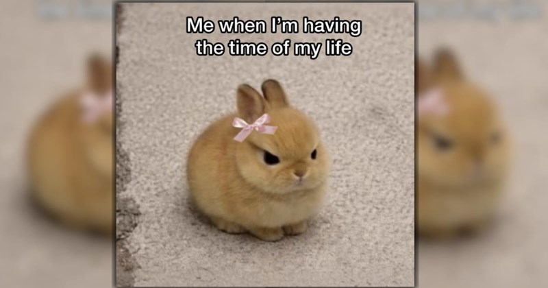 27 Wildly Wholesome Animal Memes for a Wonderfully Warm Week