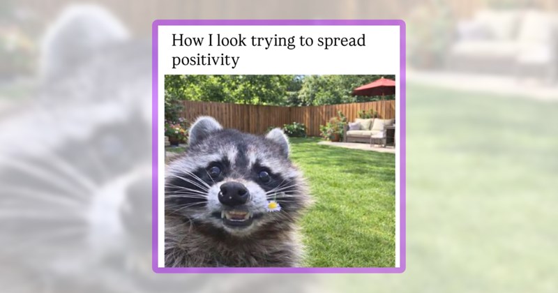 25 animal memes | thumbnail includes one meme including 'How I look trying to spread positivity'