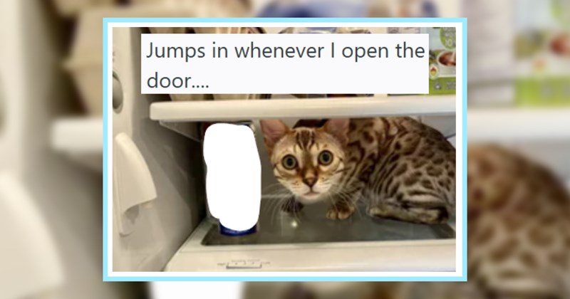 caught humor hanging out cute cats funny cats places cat pics Cats - 45030149