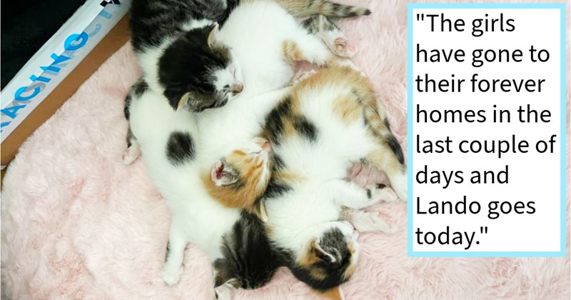 adopt old cat mom house public year kitten hooman reddit story surprise cat story cute kittens dumped delivery rescue Rescues & Adoption - 45030405