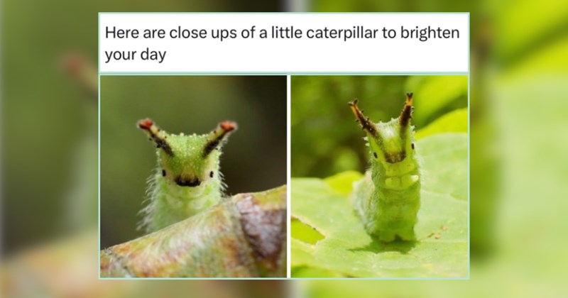 A Spritely Collection of Wild Whimsical Animals