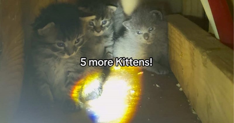 kittens and mama cat rescued