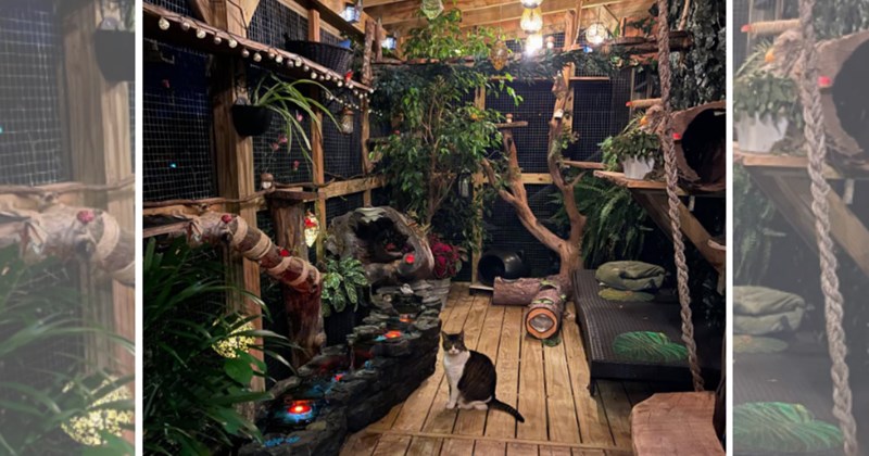 humor wholesome hilarious wholesome cats adorable cats Memes funny cats funny cat memes Cats - 45035781