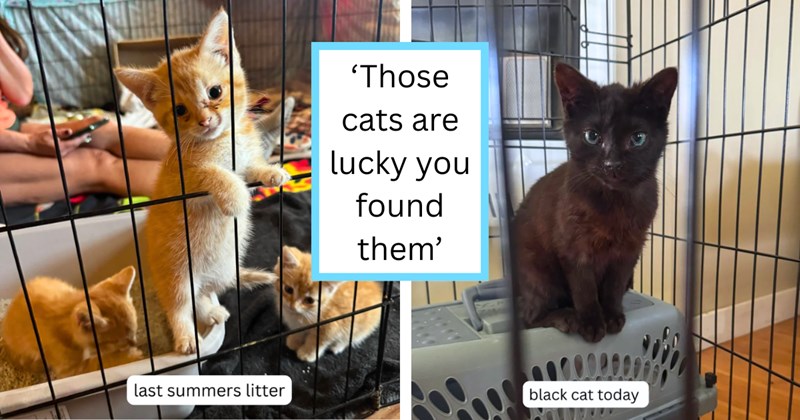 Story of an animal shelter employee helping a family of cats over 2 years | Thumbnail includes one picture of orange kittens in a cage including 'last summers litter', one picture of a black cat in a cage including 'black cat today', and one picture of text including '‘Those cats are lucky you found them’'