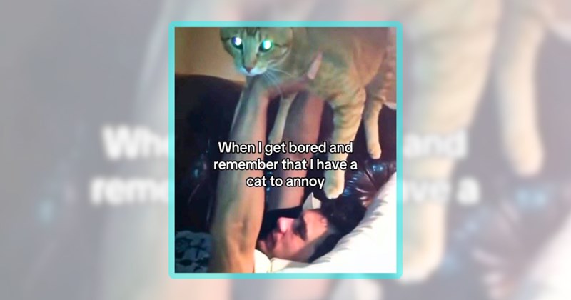 30 cat memes | thumbnail includes one meme including 'When I get bored and remember that I have a cat to annoy'