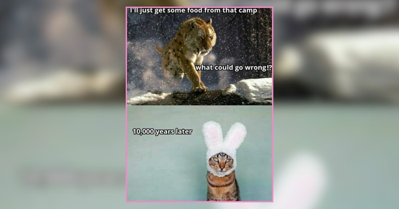 A Collection of Cats That Bring Weekend Whimsy 