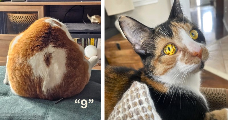 32 pictures of cats with rare markings | Thumbnail includes one picture of a cat with a '9' marking in white, one picture of a calico cat with marbled eyes, and one picture of text including '"9"'