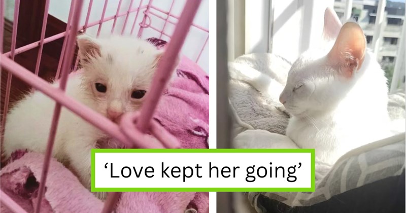 Story of adopting a sick kitten that grows up to be healthy and happy | Thumbnail includes one picture of a white kitten in a pink cage, one picture of a white cat in the sun, and one picture of text including '‘Love kept her going’'
