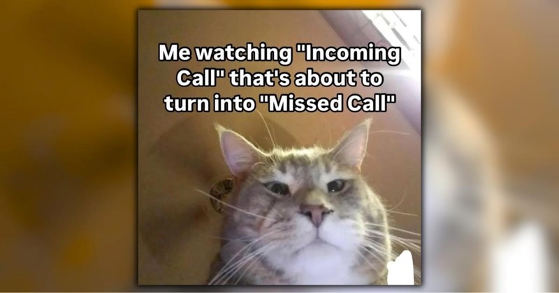 A Ray of Sunshine in the Form of 28 Fuzzy Feline Funnies