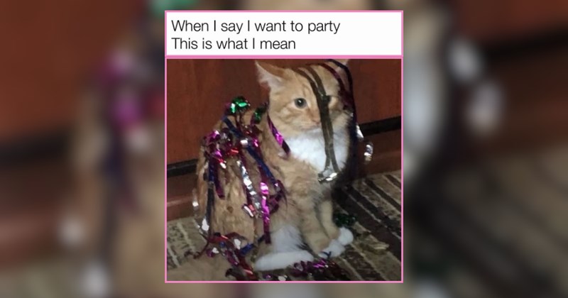 A Weekend Kitten Party of Cute and Precious Fur Babies