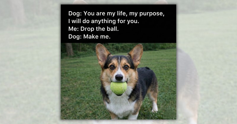 29 dog memes and tweets | Thumbnail includes one meme including 'Dog: You are my life, my purpose, I will do anything for you. Me: Drop the ball. Dog: Make me.'