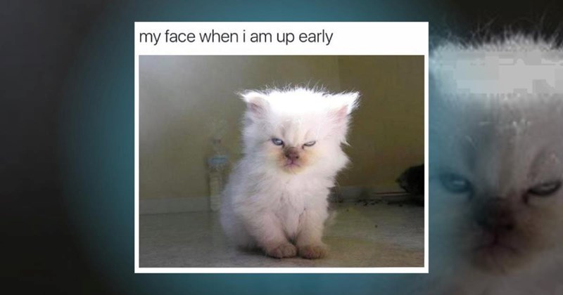 kittens cats memes cute