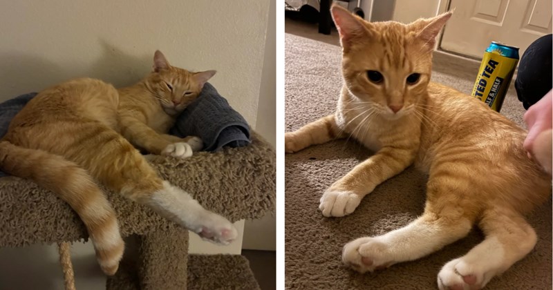 'This little dude was just chilling on the coffee table': Orange tabby strolls into couple's apartment and immediately acts like he owns the place, couple accept their CDS fate