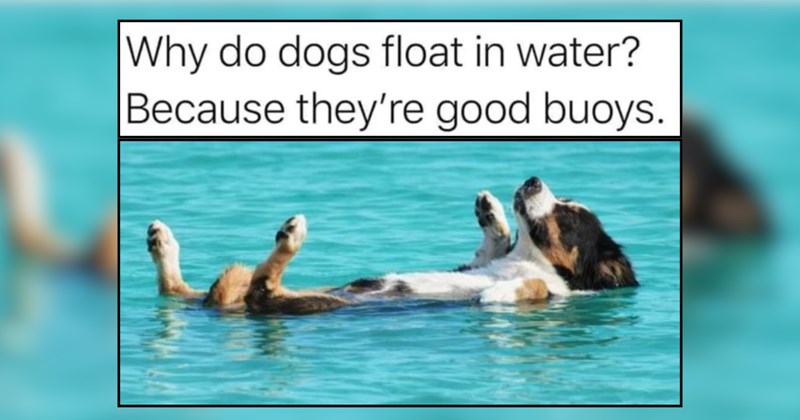 21 Fun in the Sun Doggos for Pre-Summer Smiles 