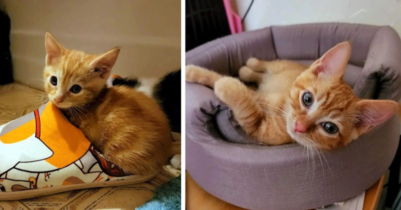 In the middle of August in the SoCal desert, a small orange kitten comes running up to woman and her children, caring friend keeps him despite having 3 foster kitties 