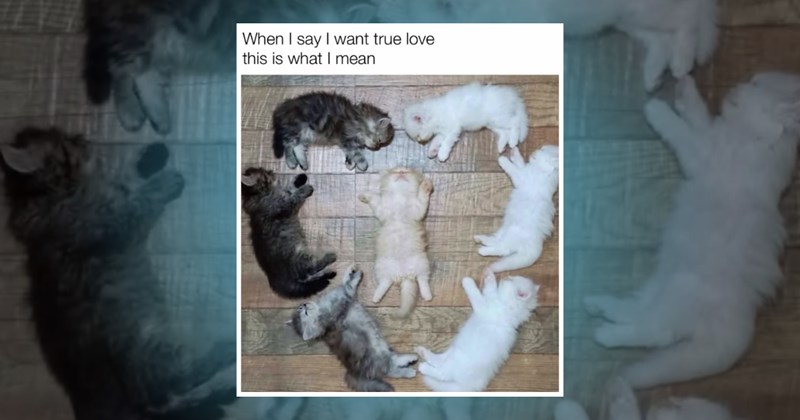 cats memes cute kittens