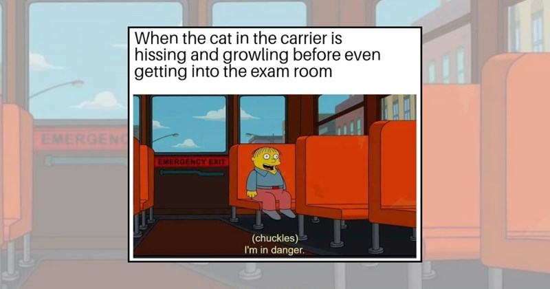 funny cat memes pets dog memes pet memes funny dog memes funny memes veterinarian lol vet vet visit cat memes Animals - 45066757