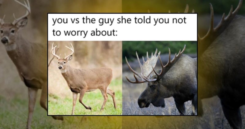moose memes animals
