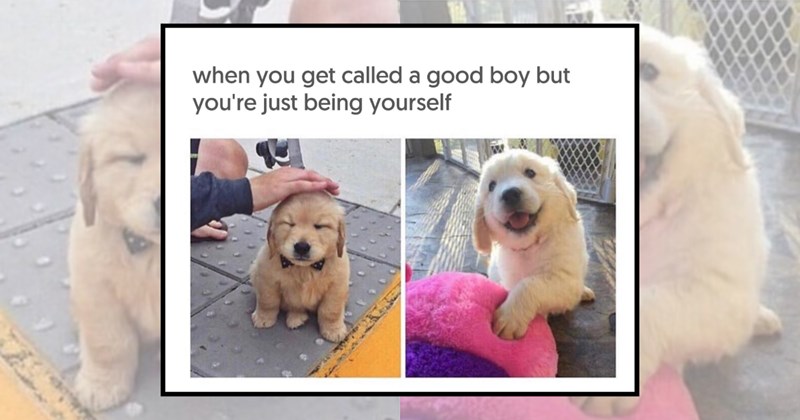 humor wholesome hilarious dogs relatable memes relatable funny memes Memes golden retriever funny Funny Memes - 45067781