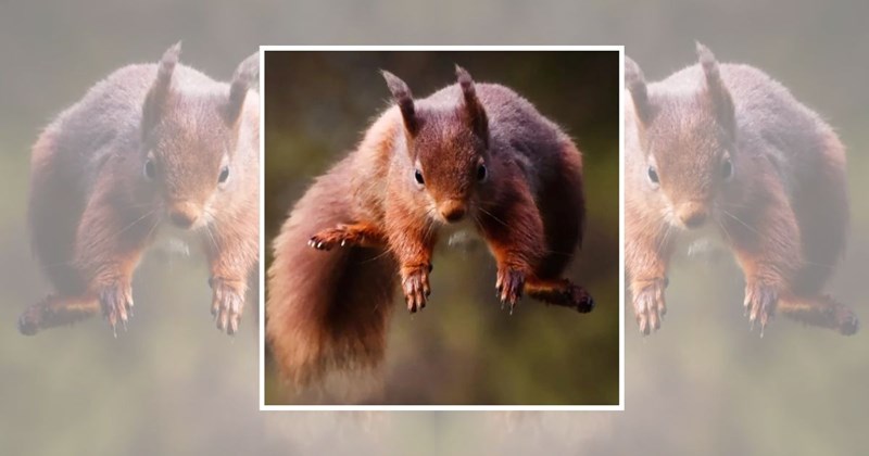lolsquirrels cute animals squirrels wholesome animals animal memes funny animals Animals - 45069317