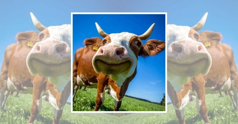 wholesome adorable animals cute cows farm animals funny animals cows Animals - 45070085