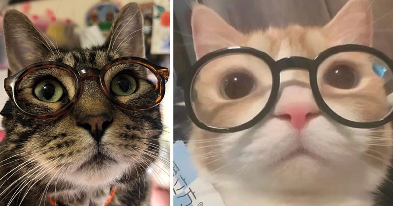 25 pictures of cats | thumbnail includes two pictures of cats