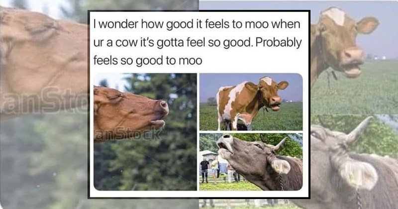 humor wholesome hilarious relatable memes relatable funny memes Memes funny Funny Memes - 45071877