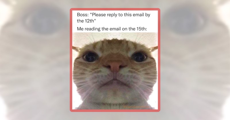 25 cat memes | thumbnail includes one meme including 'Boss: "Please reply to this email by the 12th" Me reading the email on the 15th:'