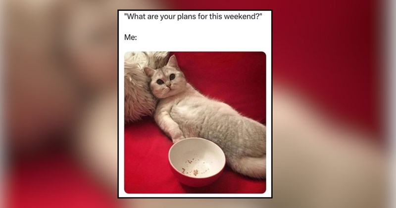 22 cat memes | thumbnail includes one meme and one picture of text including '"What are your plans for this weekend?" Me:' 
