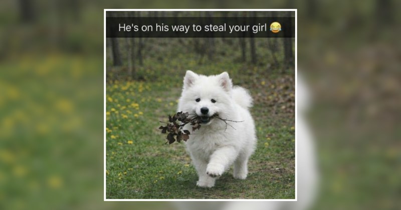 22 Precious Puppers Soaking Up Sunshine and Spreading Pure Joy