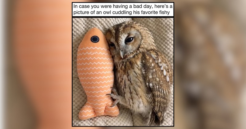 No Bad Days Memes of Happy Animals Inviting You to Smile