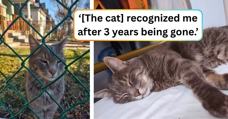 30 text pictures, 3 cat pictures | thumbnail includes two pictures of a cat, and ‘[The cat] recognized me after 3 years being gone.’
