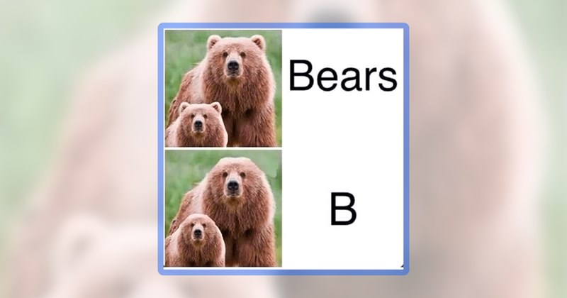 22 bear memes | thumbnail includes one meme including 'Bears B'