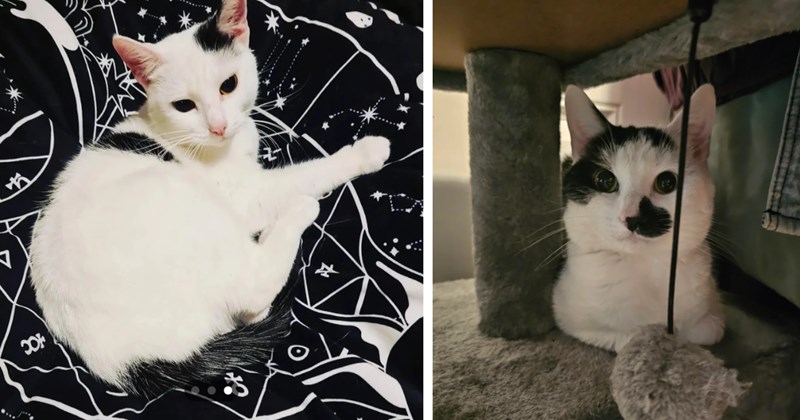 Mother and daughter happily accept neighbor's offer to take tiny tuxedo cat off her hands despite having cat already, they gently bond the two over time