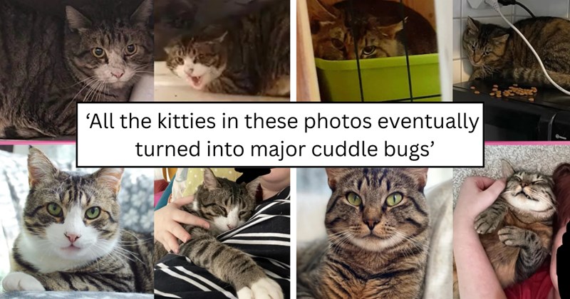 30 pictures of cats and text | thumbnail includes two pictures of cats and one picture of text including '‘All the kitties in these photos eventually  turned into major cuddle bugs’' 