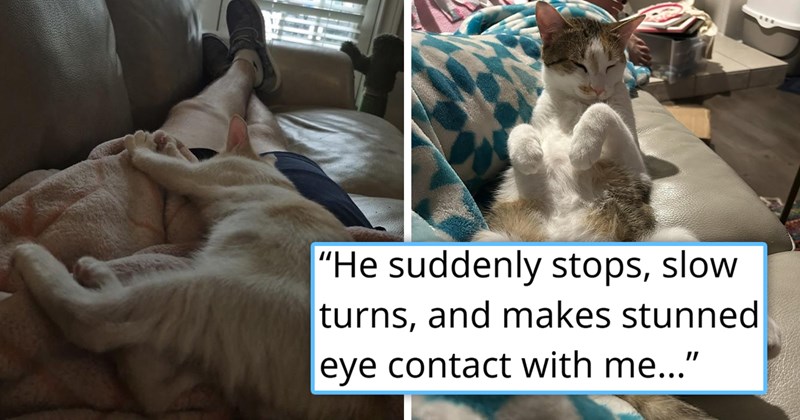 story about a woman catching her macho male roommate baby talking to her cats behind her back | thumbnail includes two pictures including a cat lying on a man and a kitten lying on its back 'He suddenly stops, slow turns, and makes stunned eye contact with me'