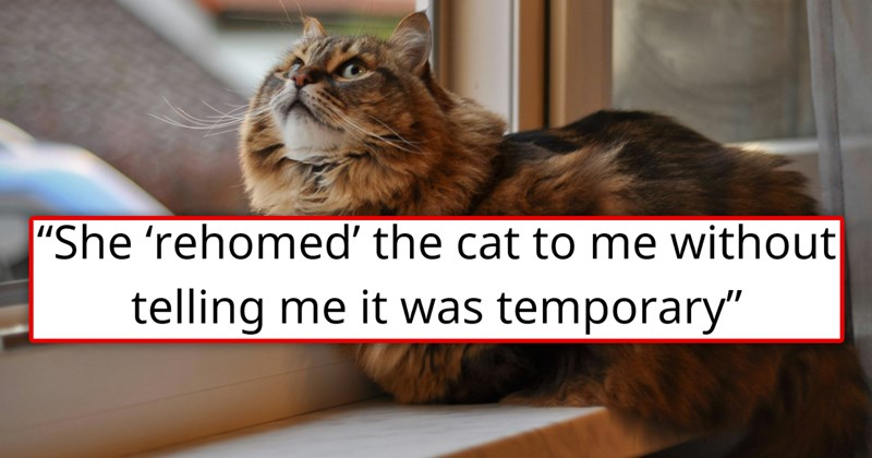 story about husband's sister leaving her cat with her sister in law without telling her it's temporary then coming to get it back | thumbnail includes one picture of a cute fluffy cat by a window 'she “rehomed” it to me without telling me it was temporary'