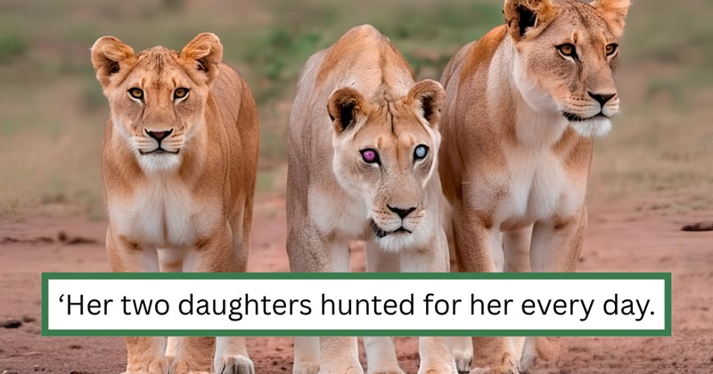 Story of Josie, a blind 17-year-old lioness who survived with the help of her two daughters | Thumbnail includes one picture of Josie and two lionesses, and one picture of text including '‘Her two daughters hunted for her every day. They also used her to hunt.’'