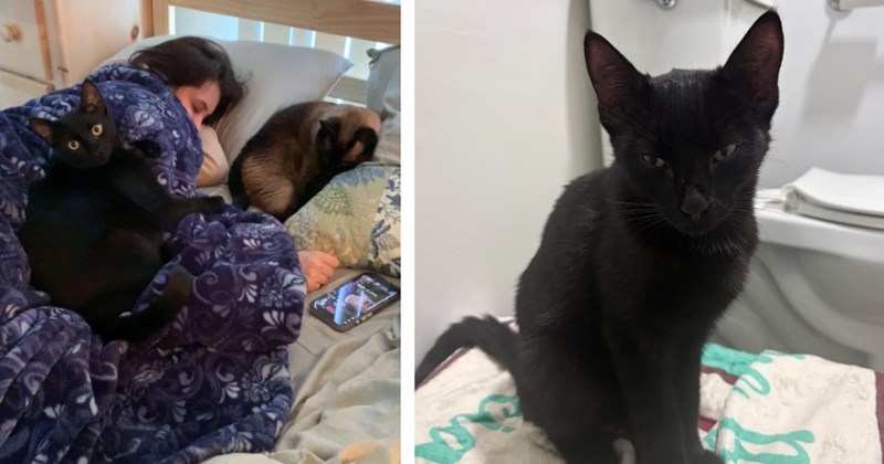 'The CDS finally chose me!': Boss goes out in pouring rain to save a black cat from the harsh weather, he gives it to his employee who promptly takes home the void