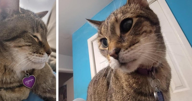 Man living in his van witnesses driver dumping a cat in the middle of car park, he immediately takes the frightened kitten in: ‘She made my van into a home’