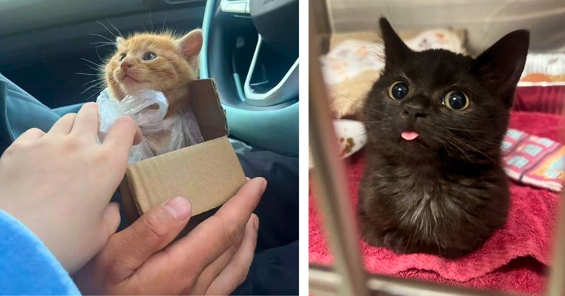 29 pictures of cute cats | Thumbnail includes one picture of a kitten in a box with a bow on it, and one picture of a black kitten sticking its tongue out